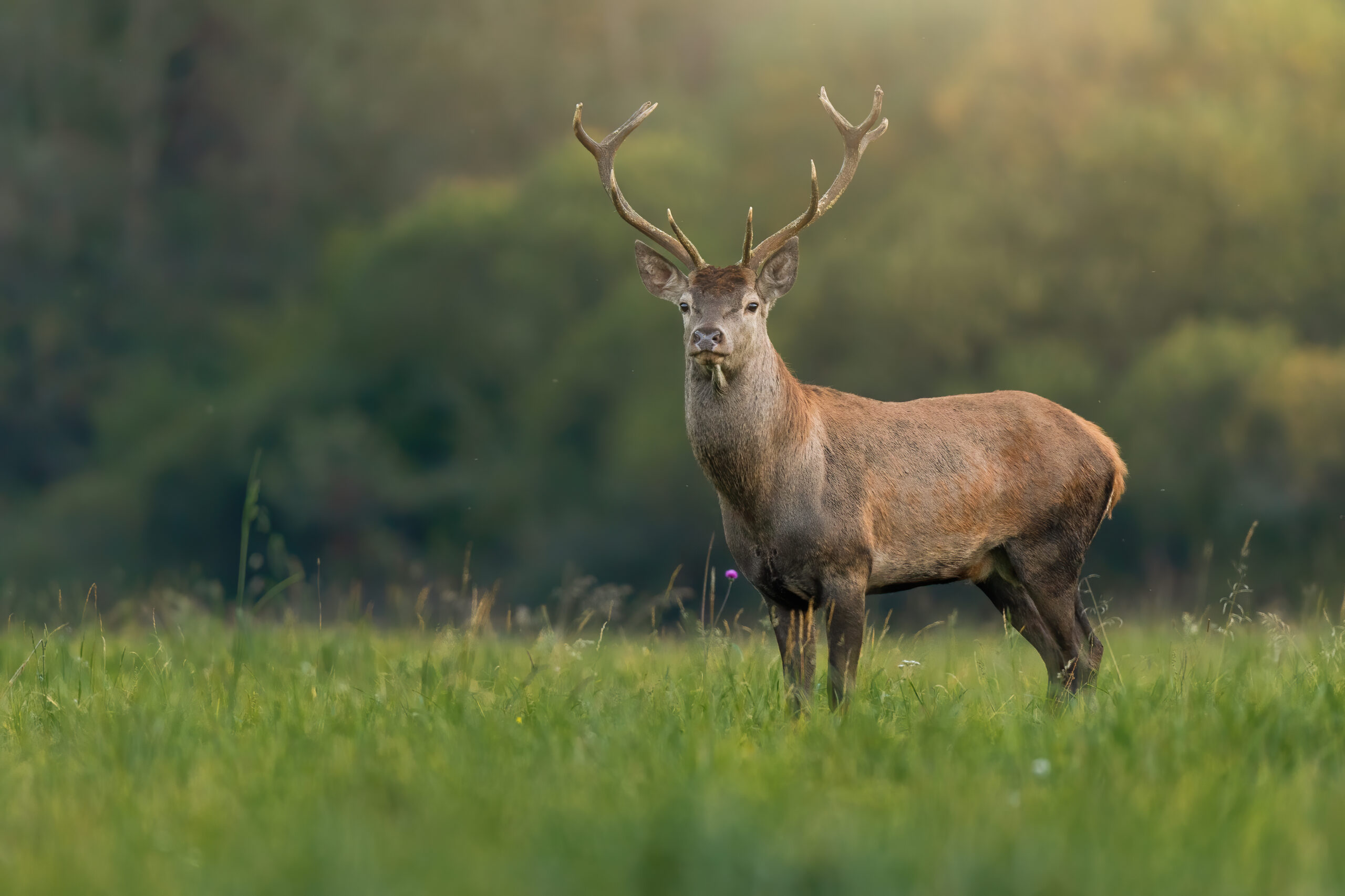 Young red deer stag looking on a green meadow illuminated by morning sun Young red deer, cervus elaphus, stag looking on a green meadow illuminated by morning sun. Shy mammal in colorful nature scenery. Animal wildlife on hay field with copy space.