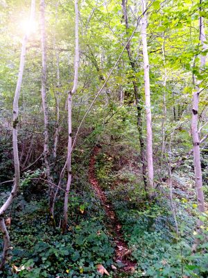 Foret-Gite-Amazonite-3